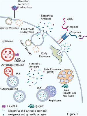 Molecular Determinants Regulating the Plasticity of the MHC Class II Immunopeptidome